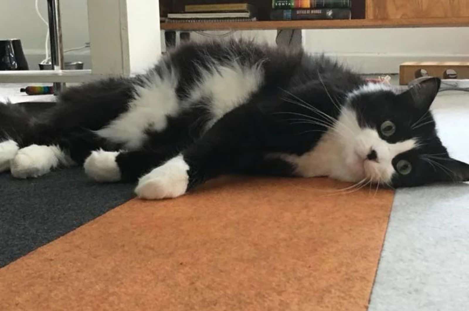 black and white cat laying on the floor