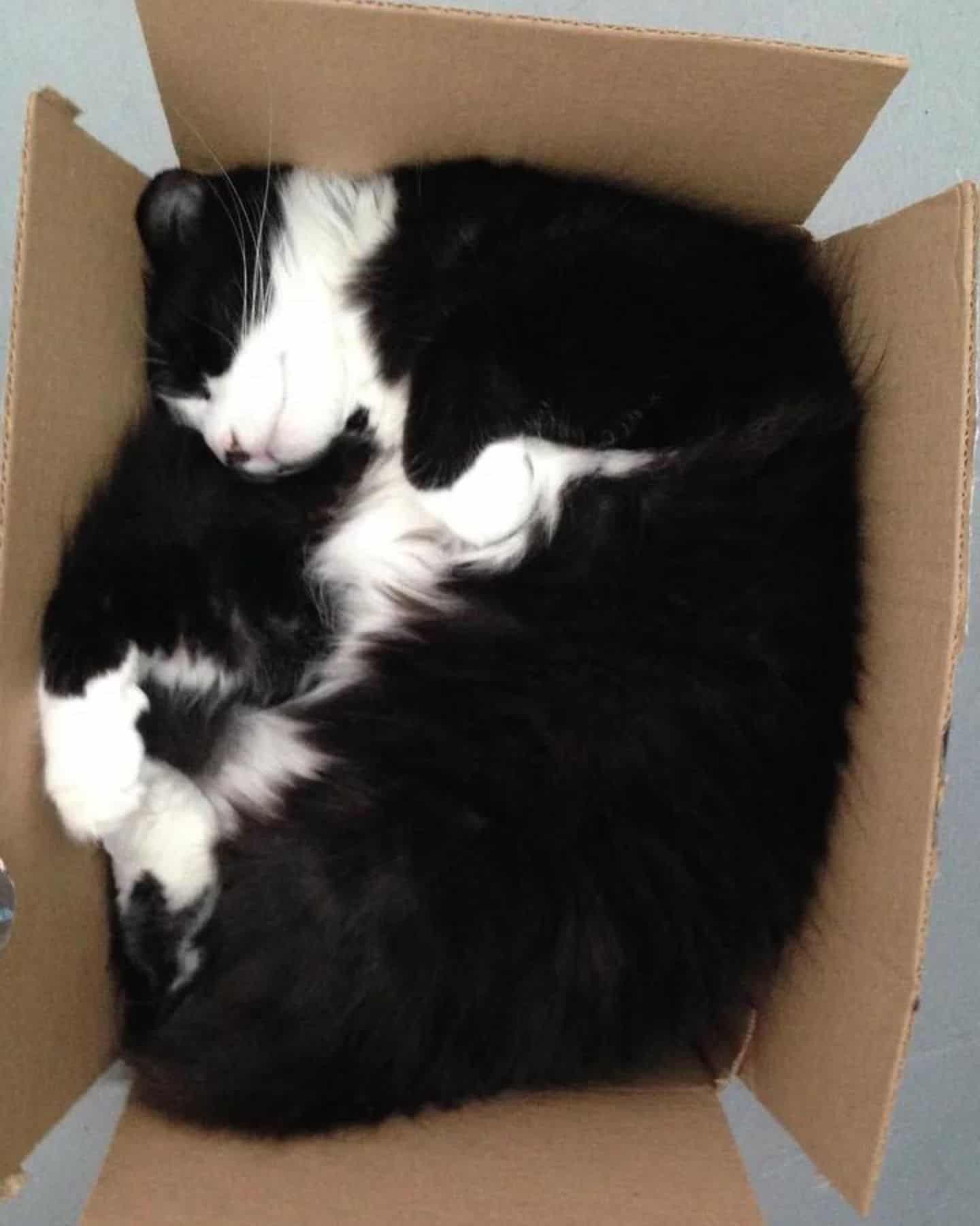 black and white cat sleeping in a box