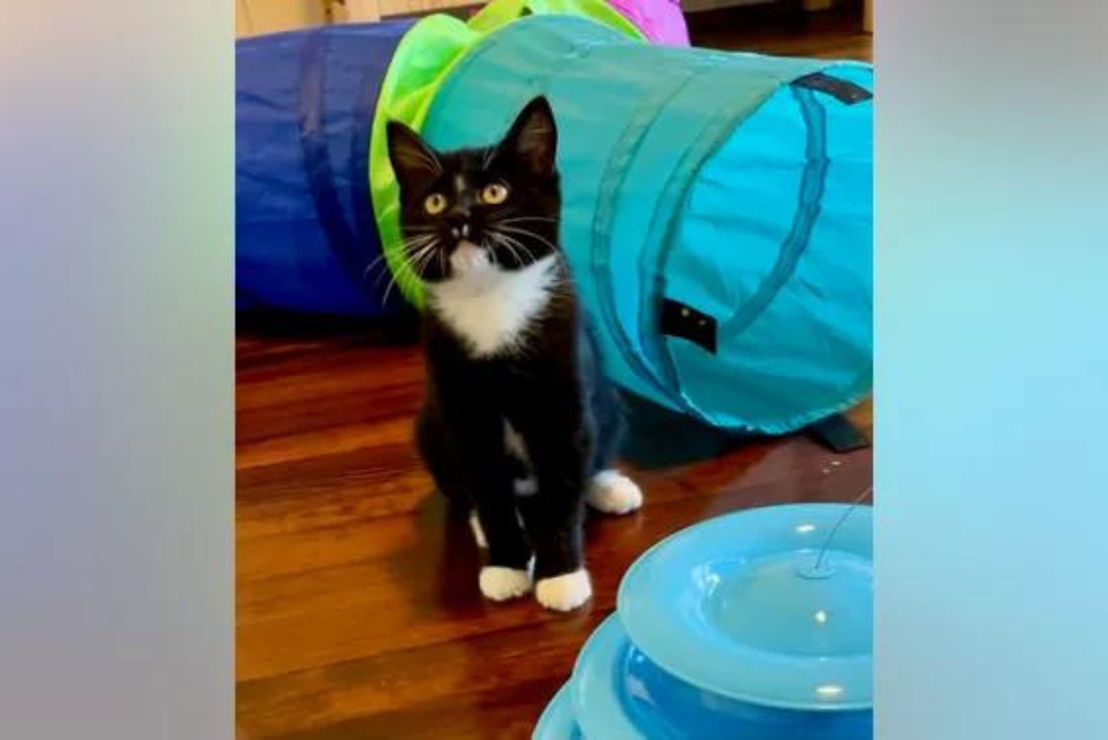 black and white cat standing