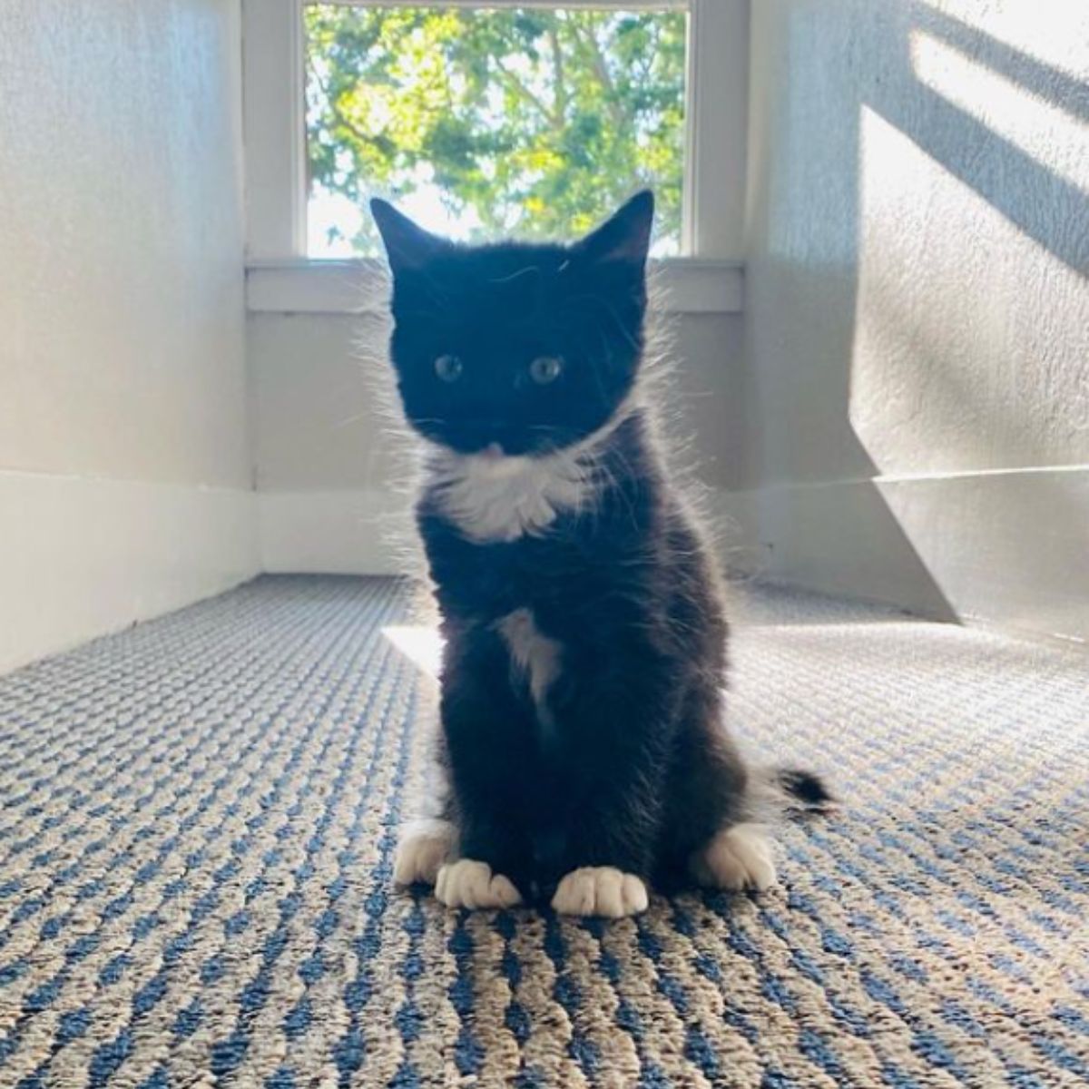 black and white kitten