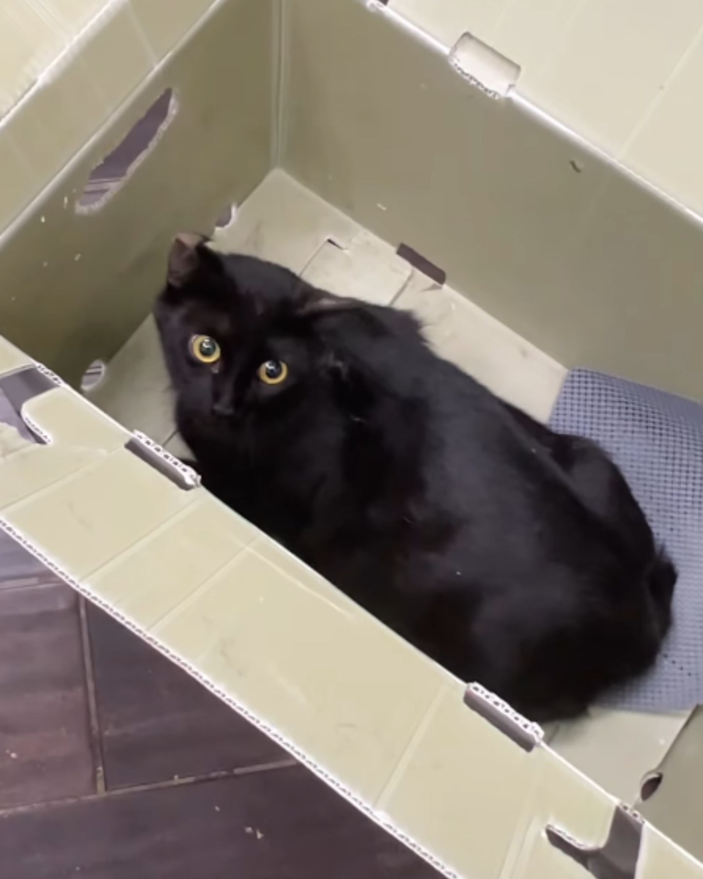 black cat in a box