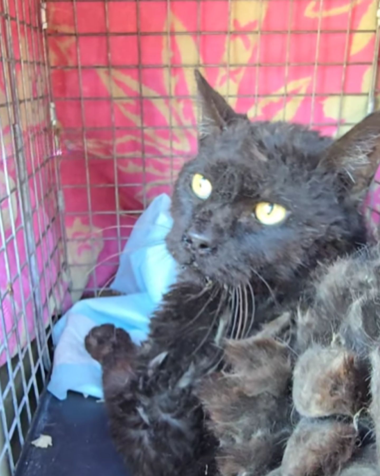 black cat in cage