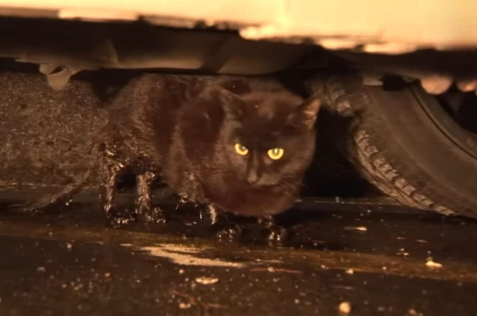 black cat under a car