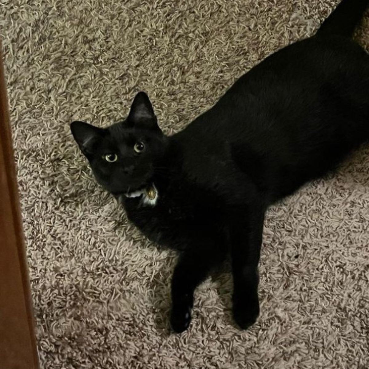 black dog laying on a rug