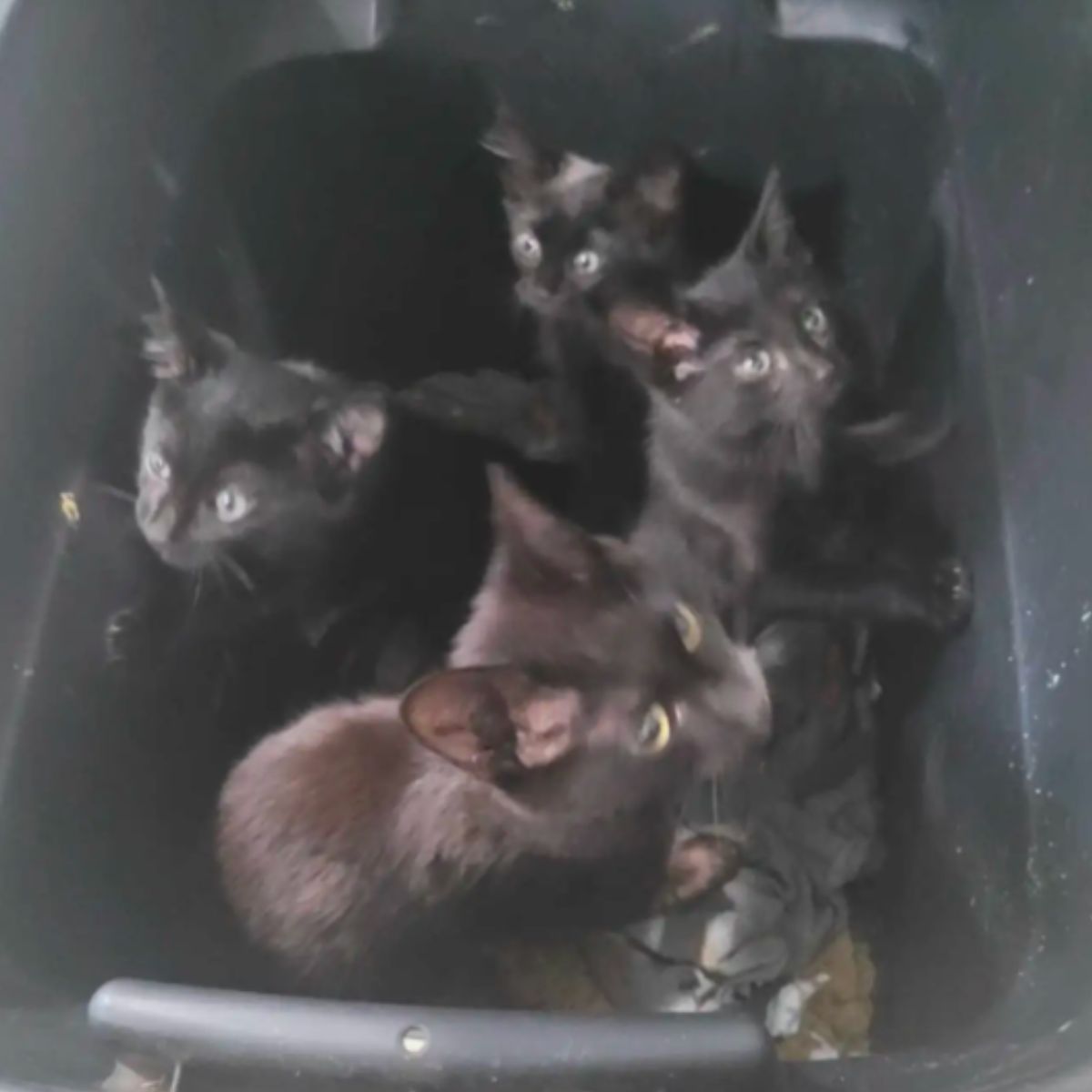 black kittens