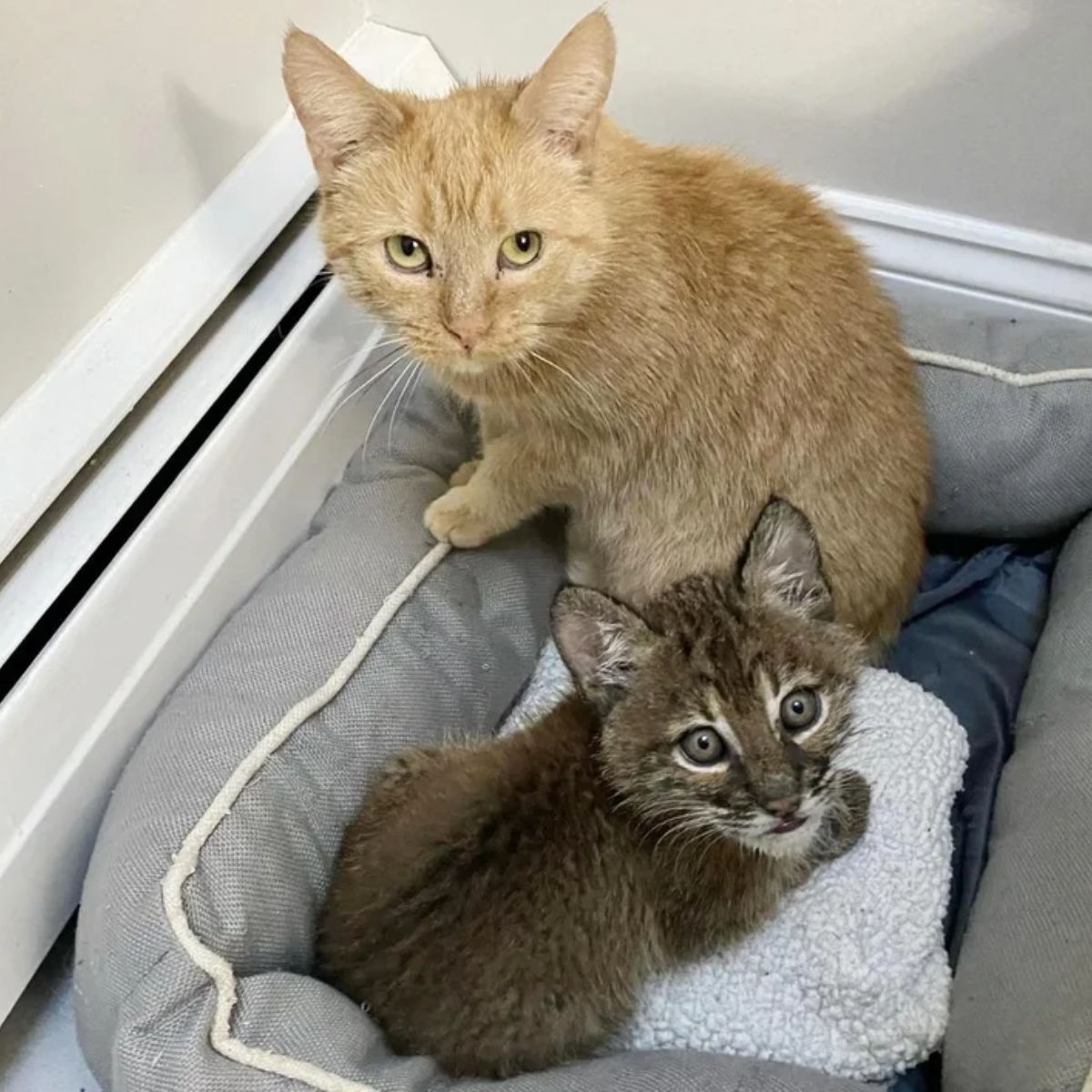 cat and bobcat kitten