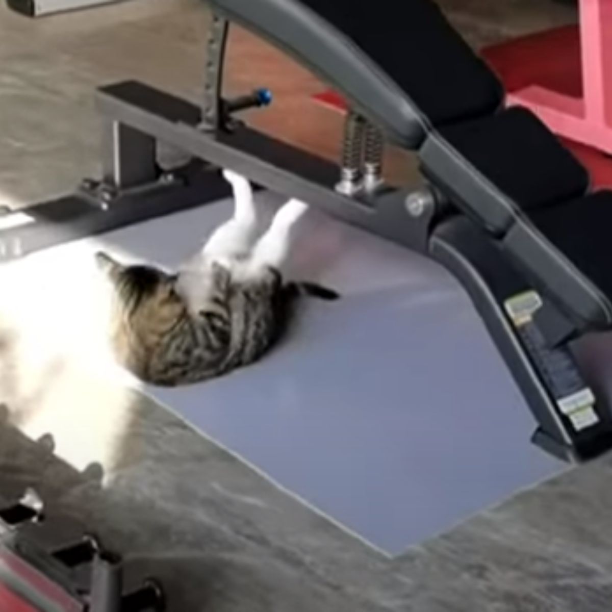 cat doing sit ups