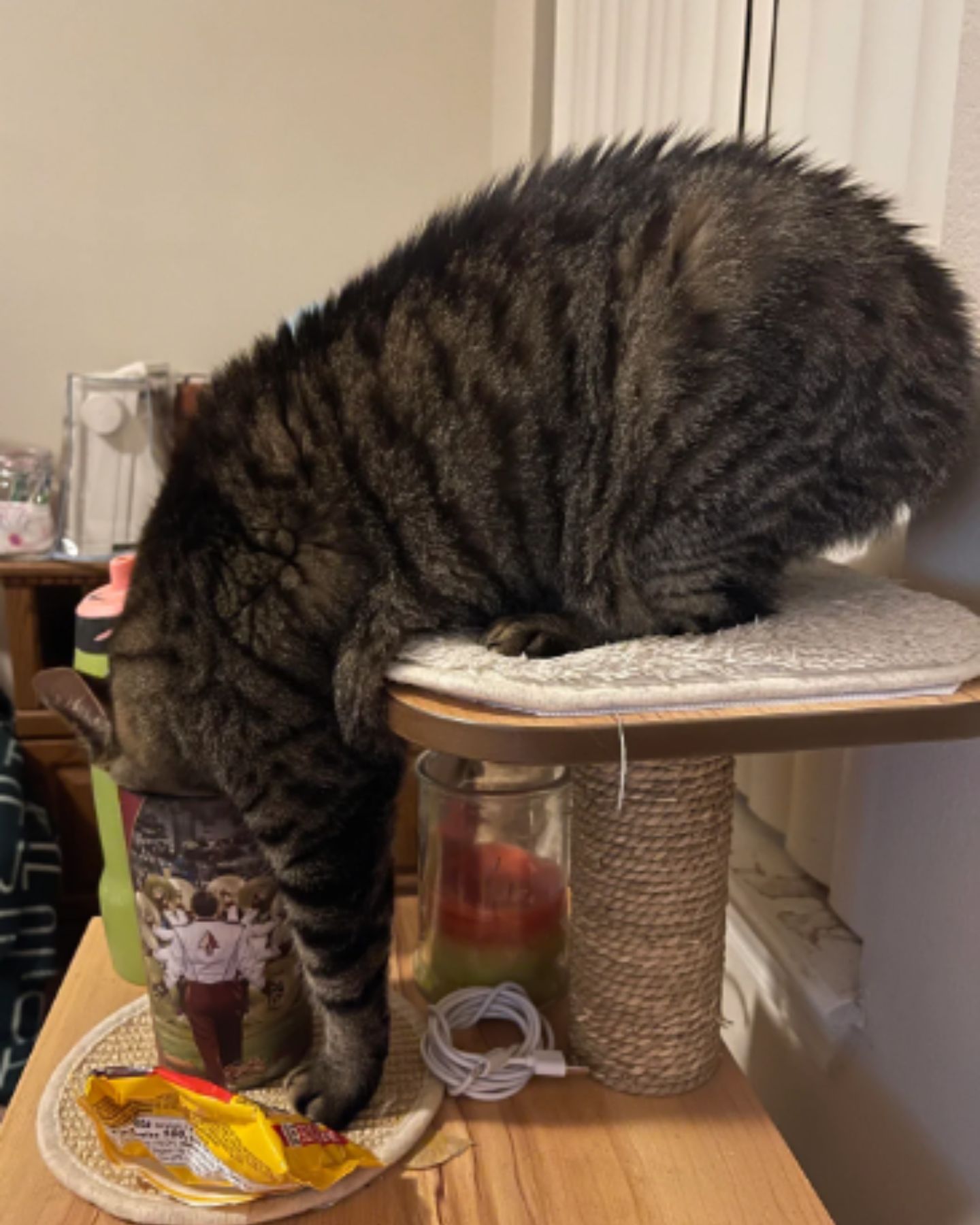 cat drinking from a cup