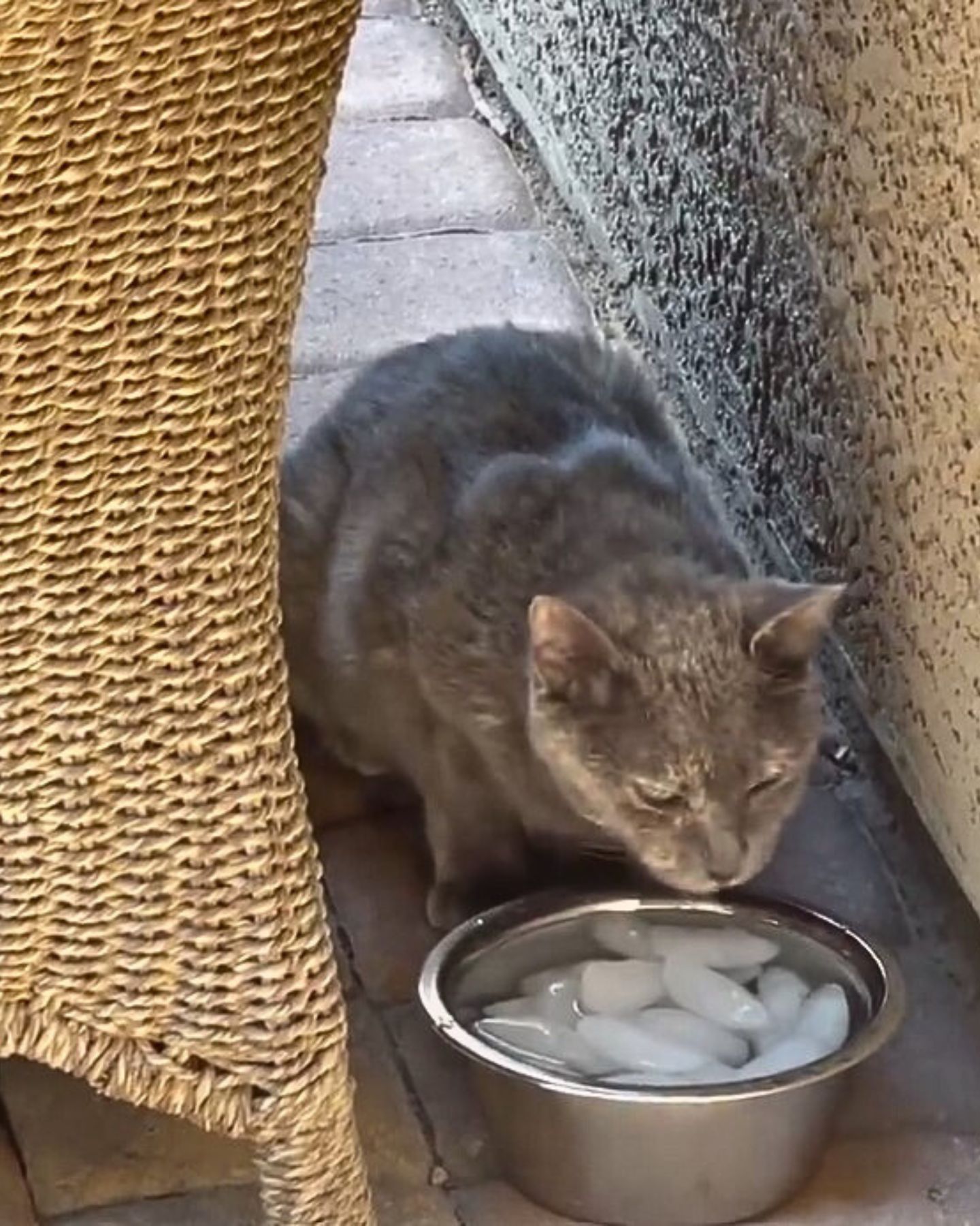 cat drinking water