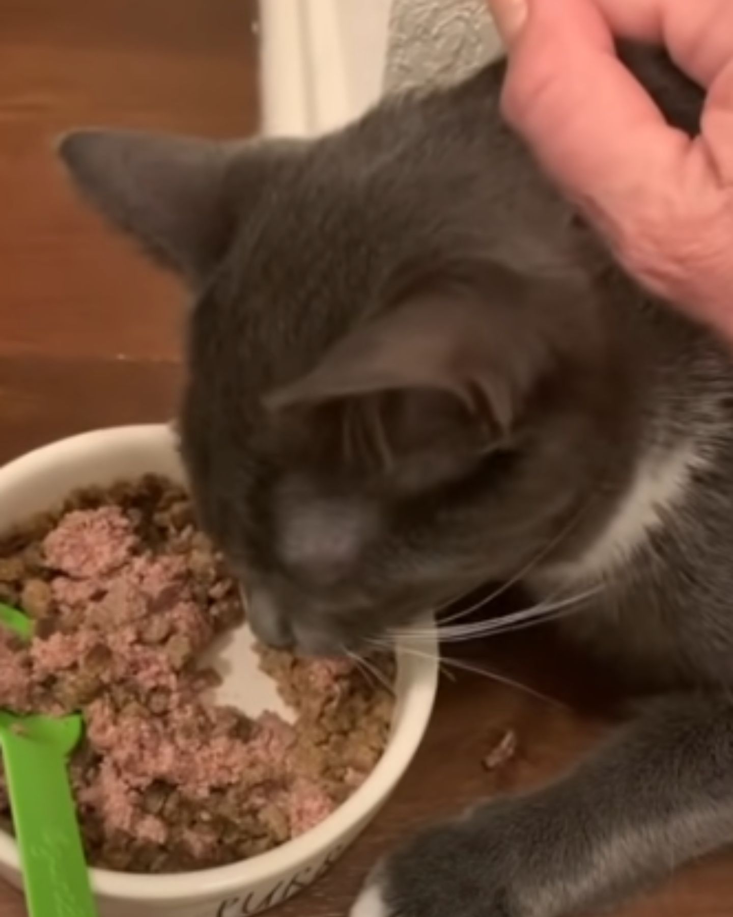 cat eating from a bowl