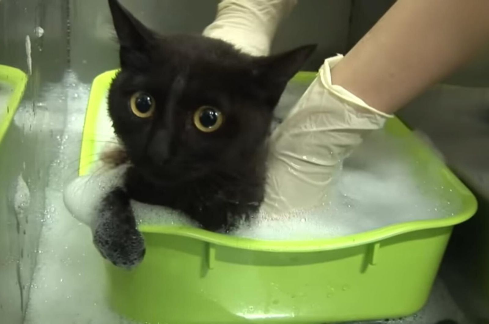 cat getting a bath