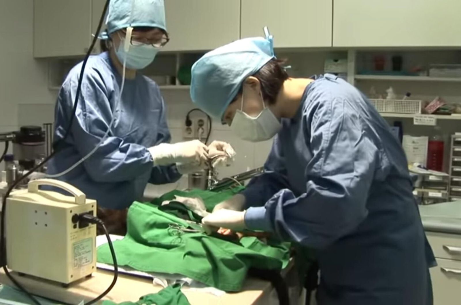 cat having a surgery