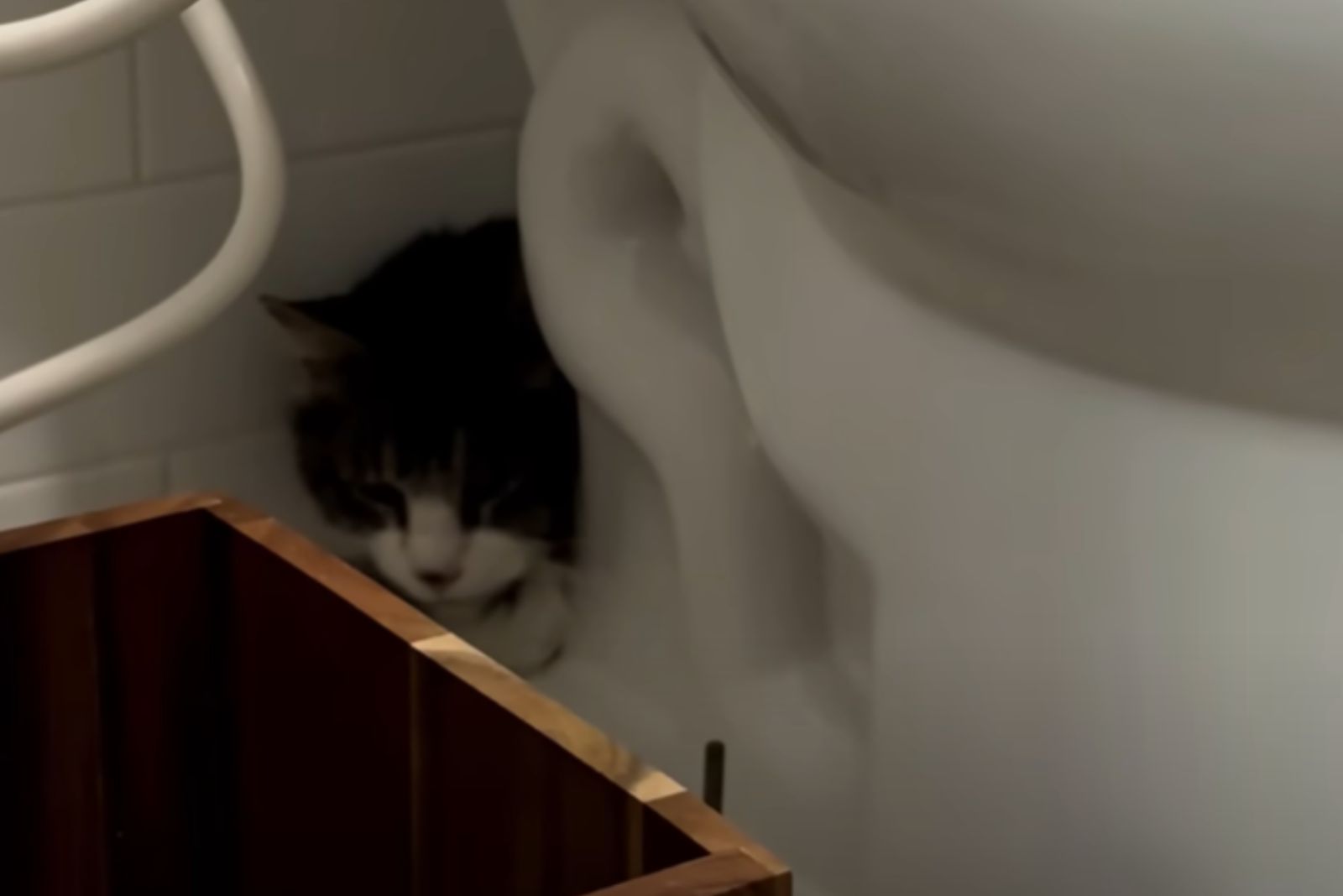 cat hiding