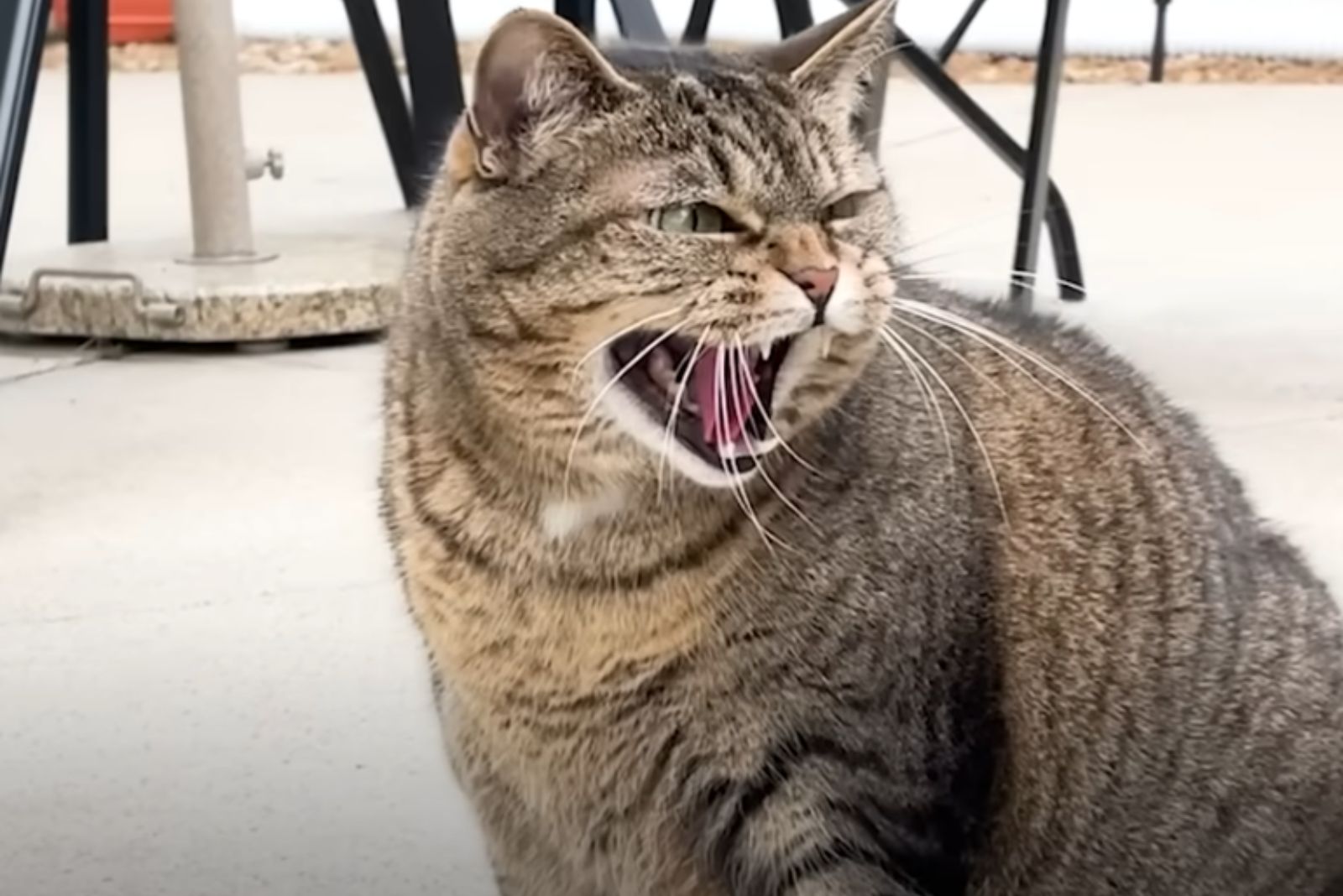 cat hissing