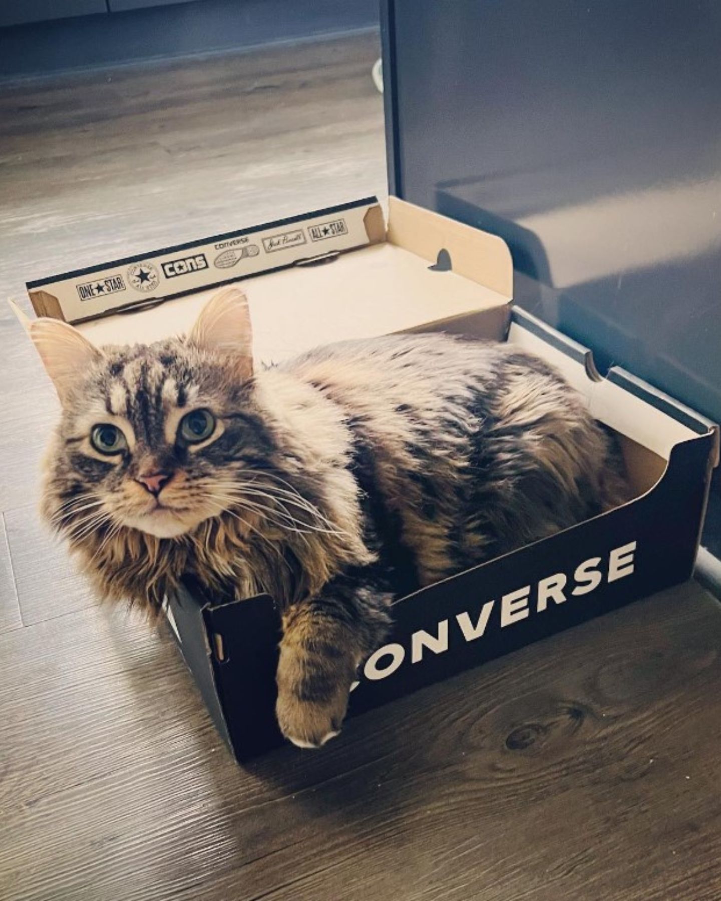 cat in a box