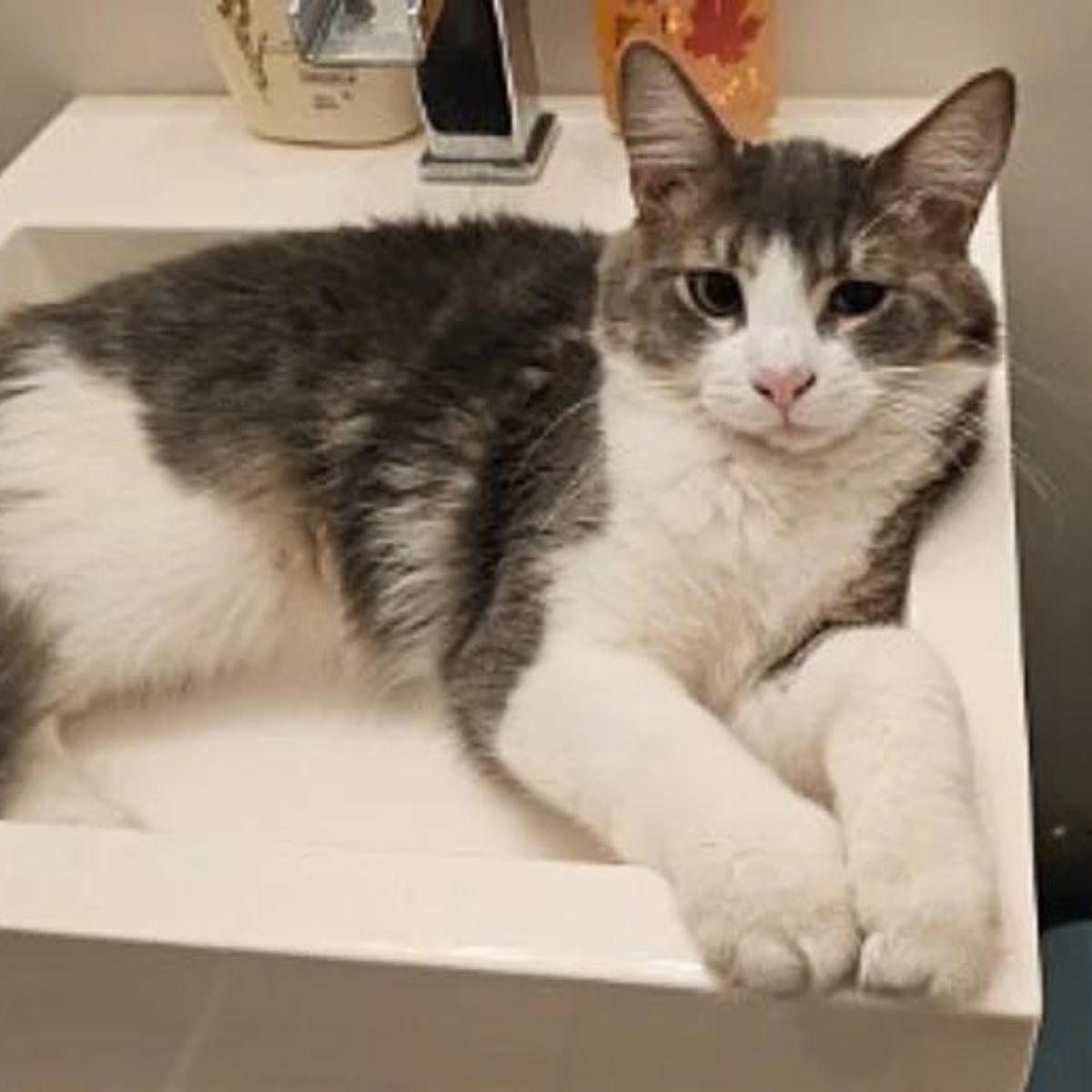 cat laying in a sink