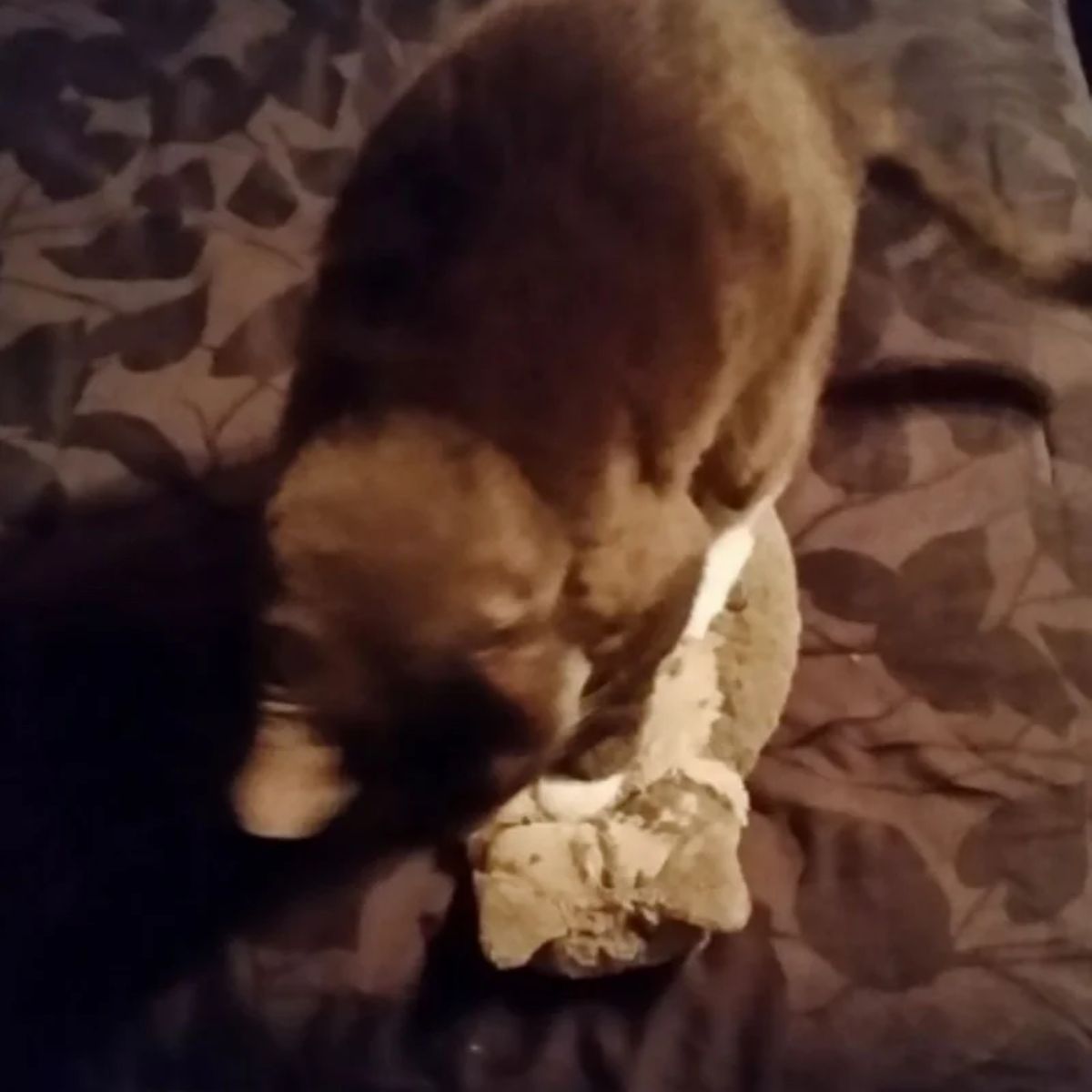 cat looking at stuffed animal