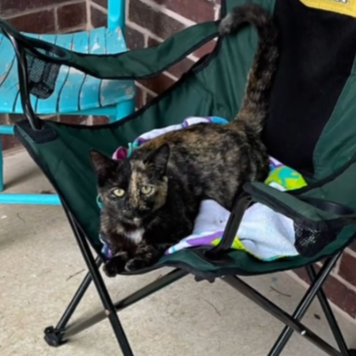 cat lying in a chair