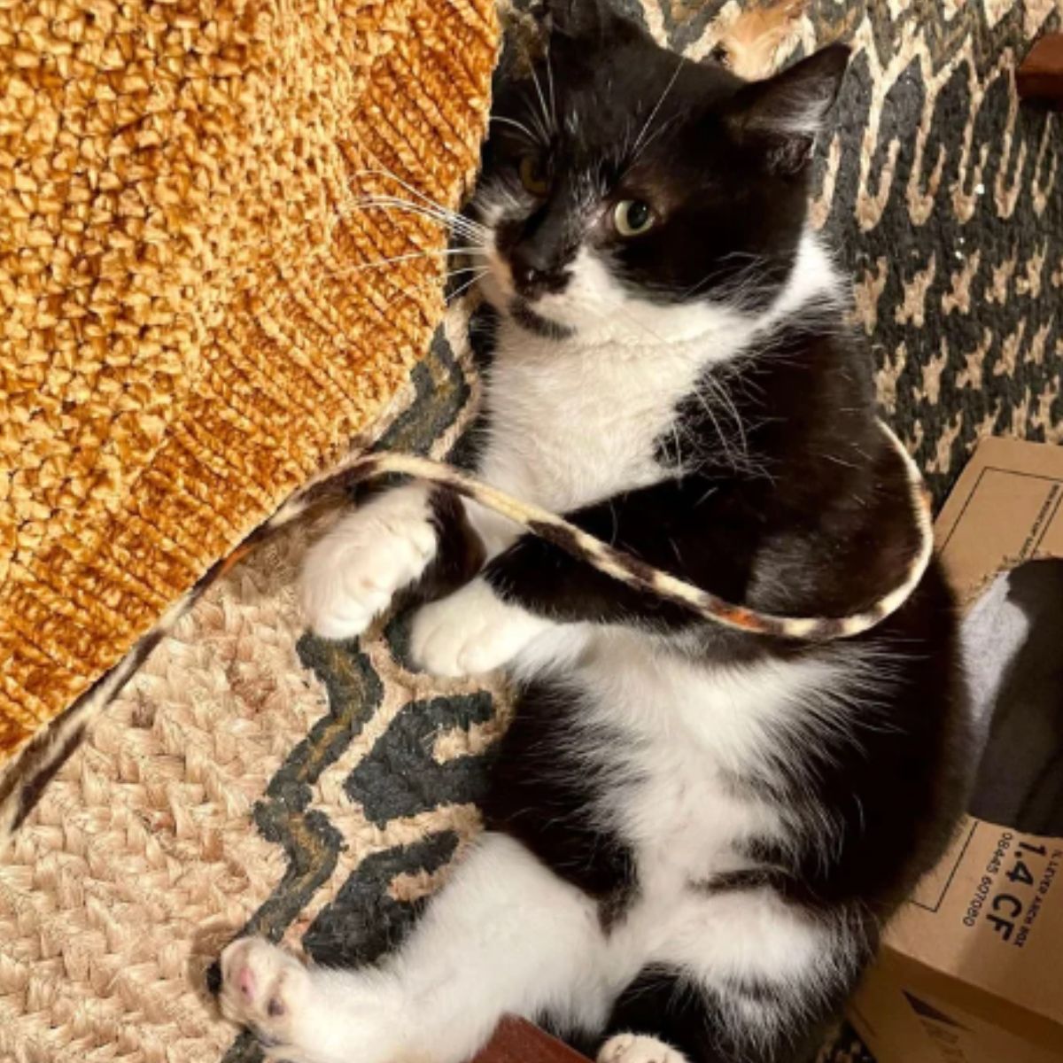 cat lying on a blanket