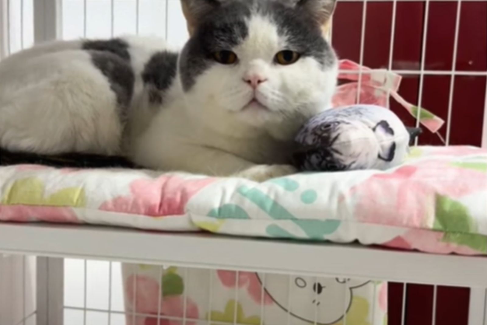 cat lying on her bed