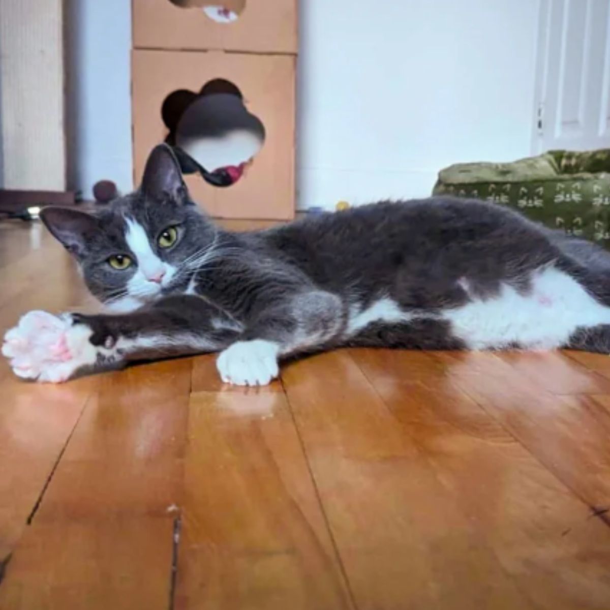 cat lying on the floor