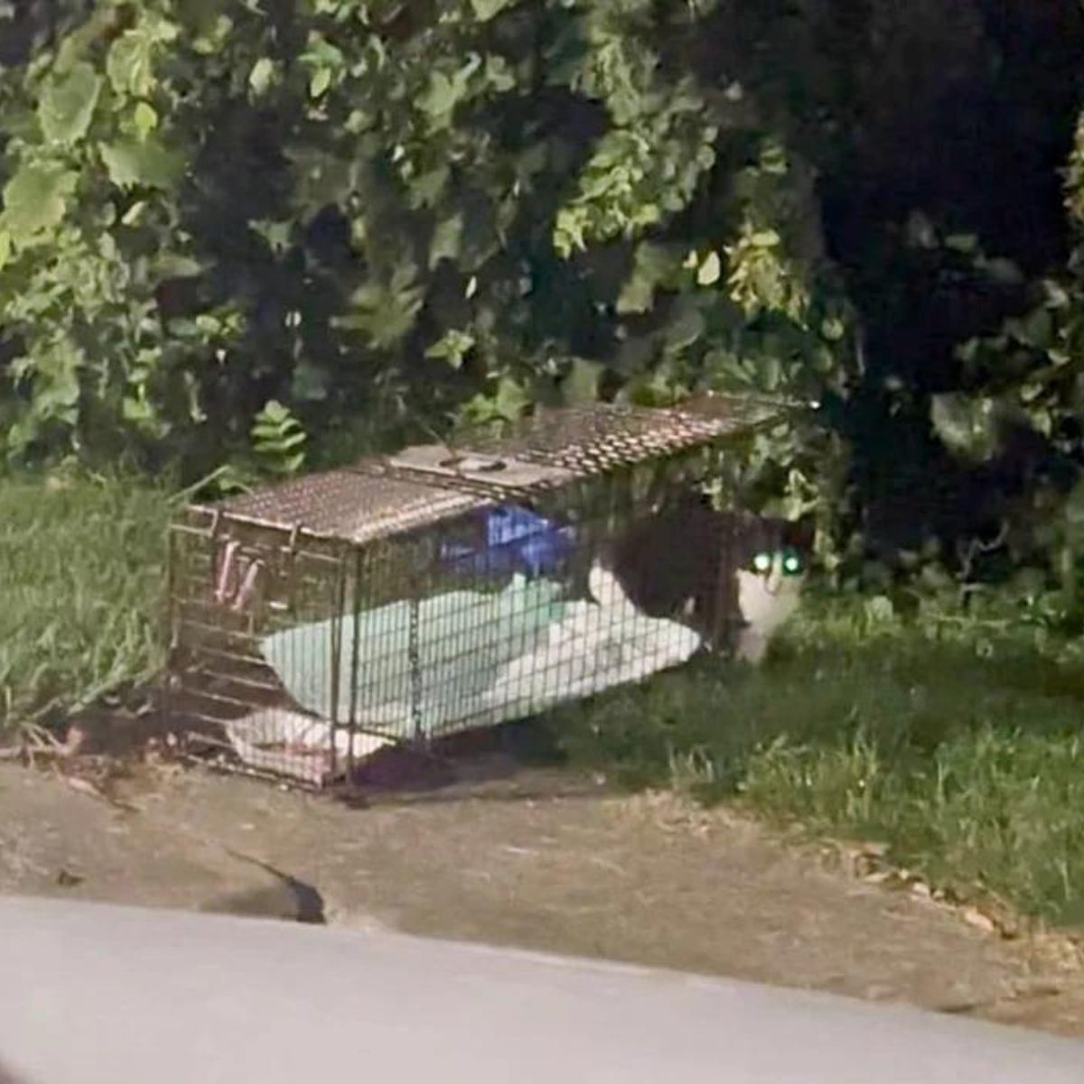 cat next to a kennel