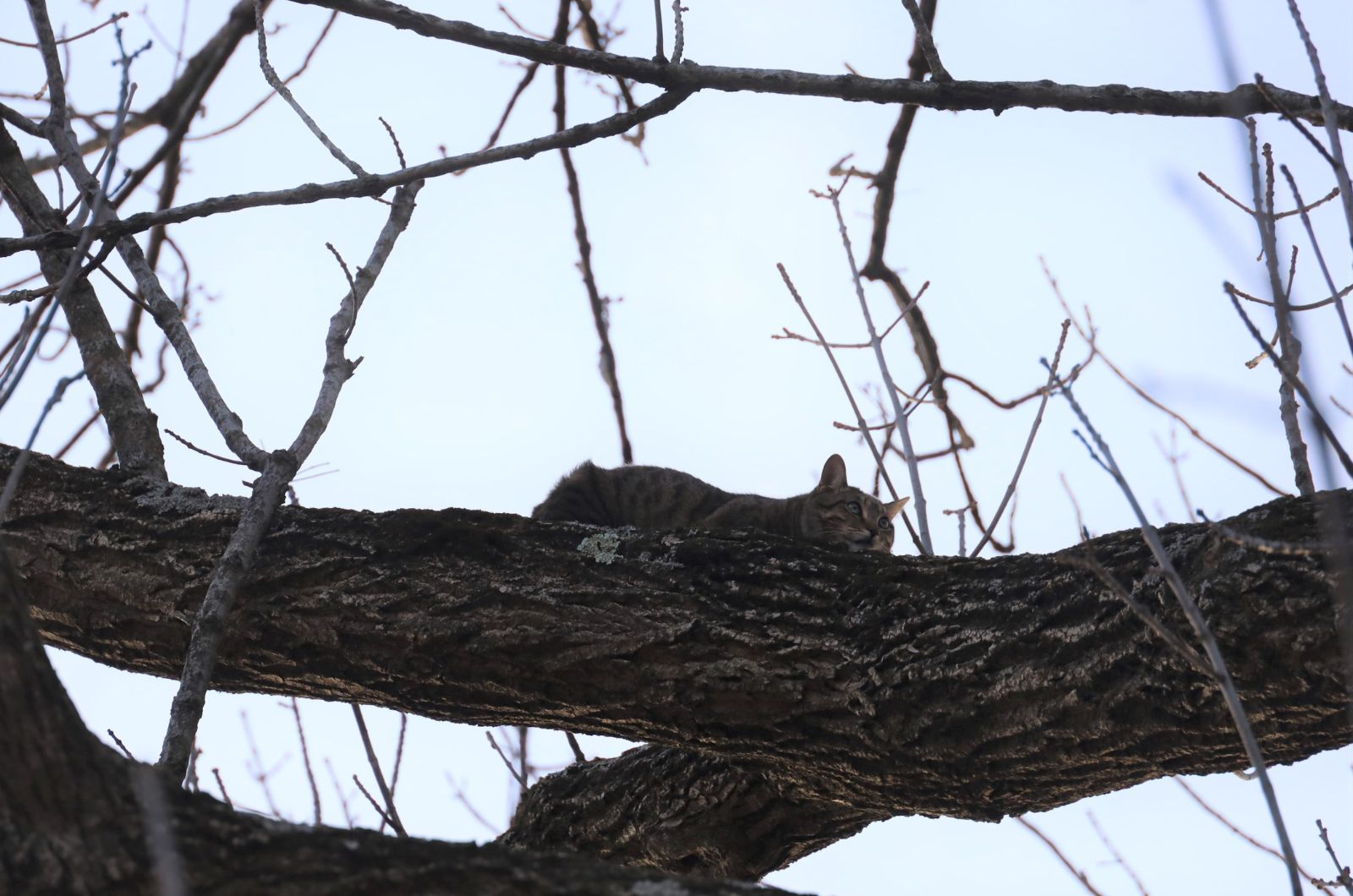 cat on a tree