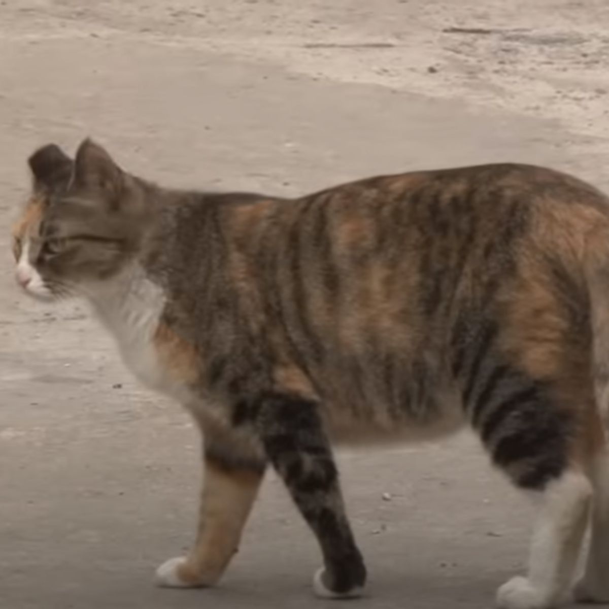 cat on street