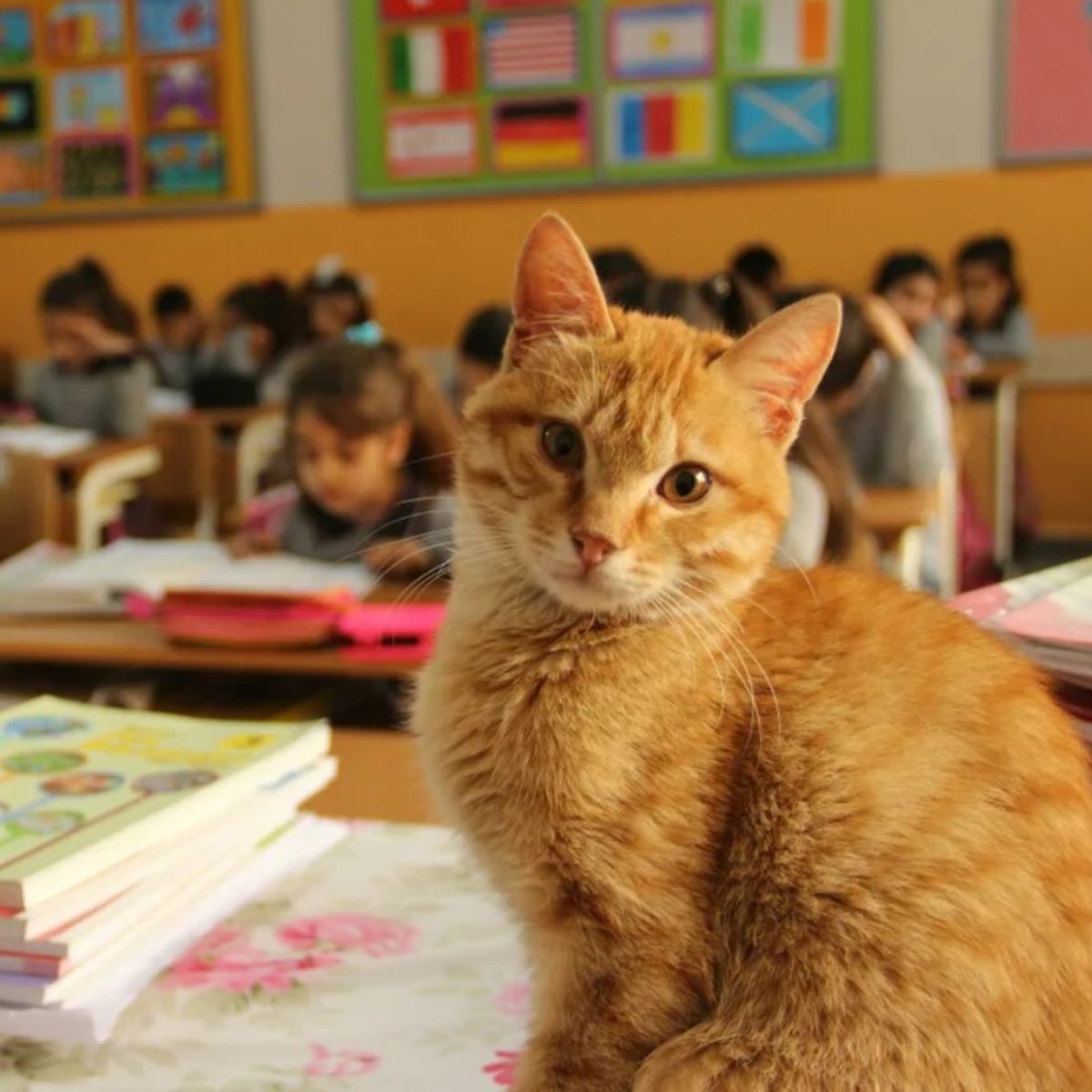 cat on teachers desk