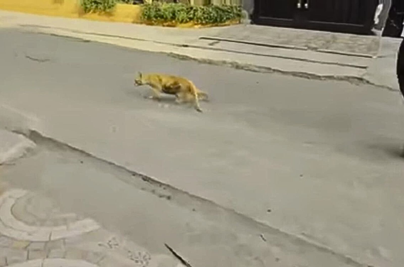 cat on the street