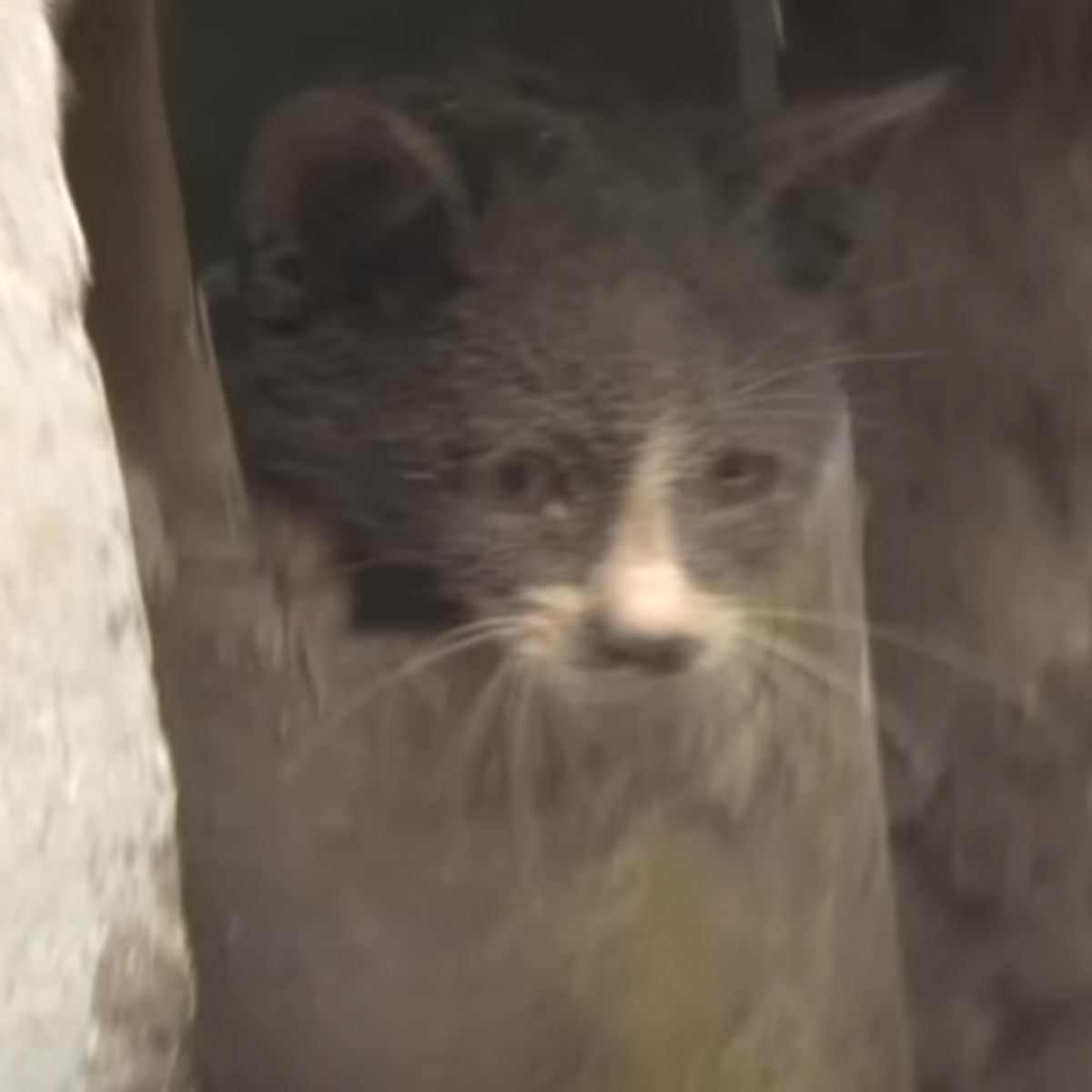 cat rescued from wall