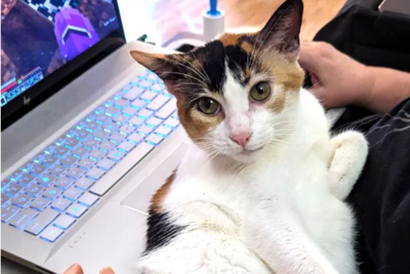 cat sitting by the laptop