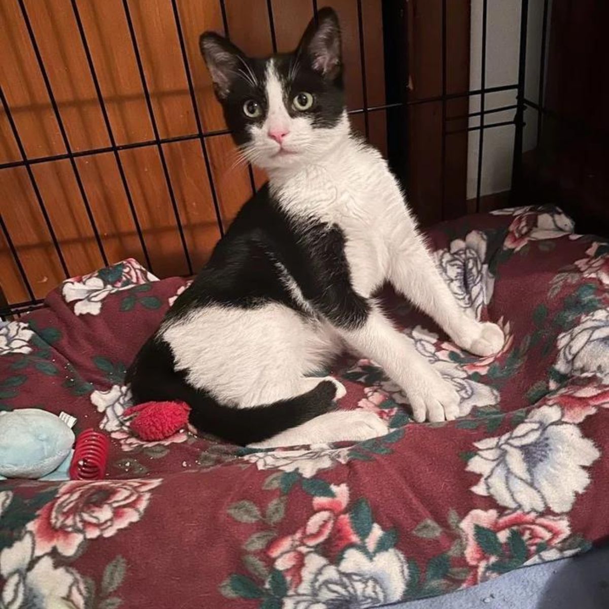 cat sitting in a kennel