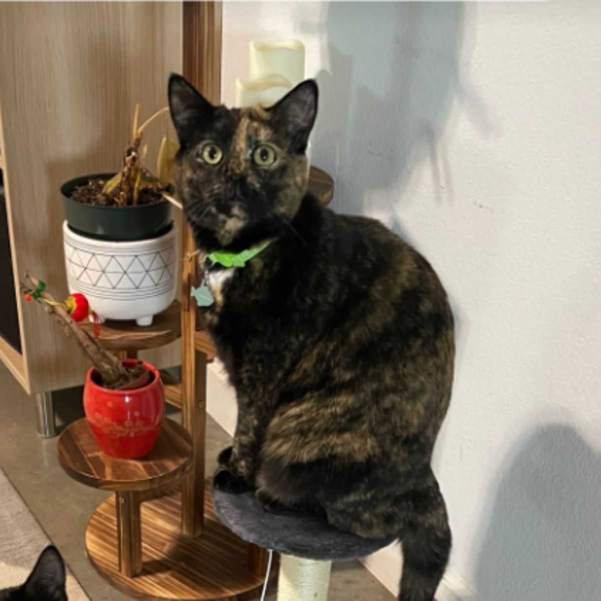 cat sitting on a stool