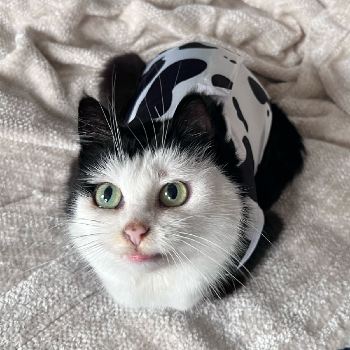 cat sitting on a white blanket