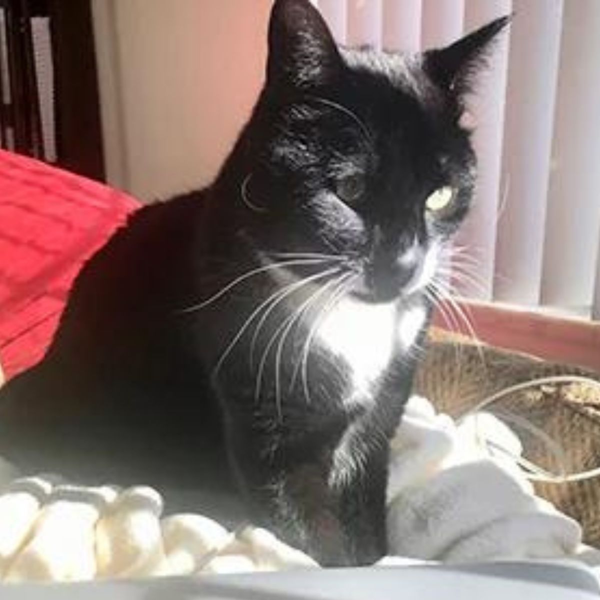 cat sitting on bed