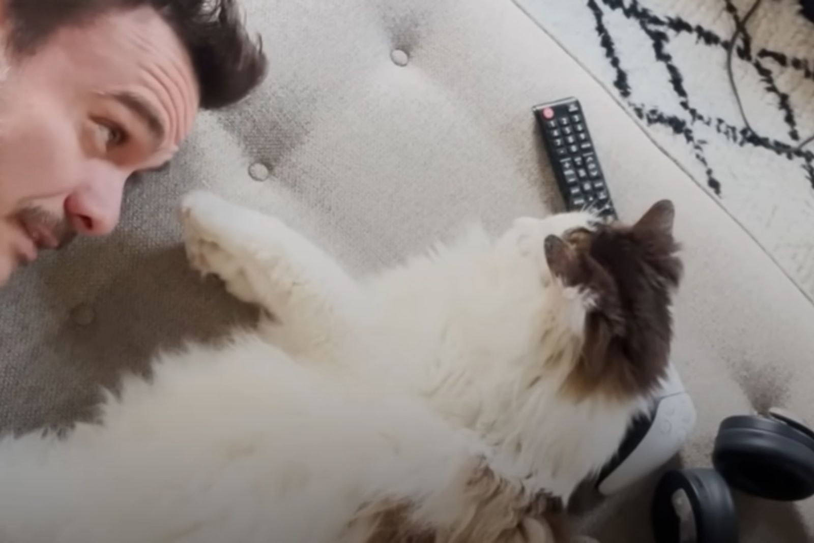 cat sleeping on a remote