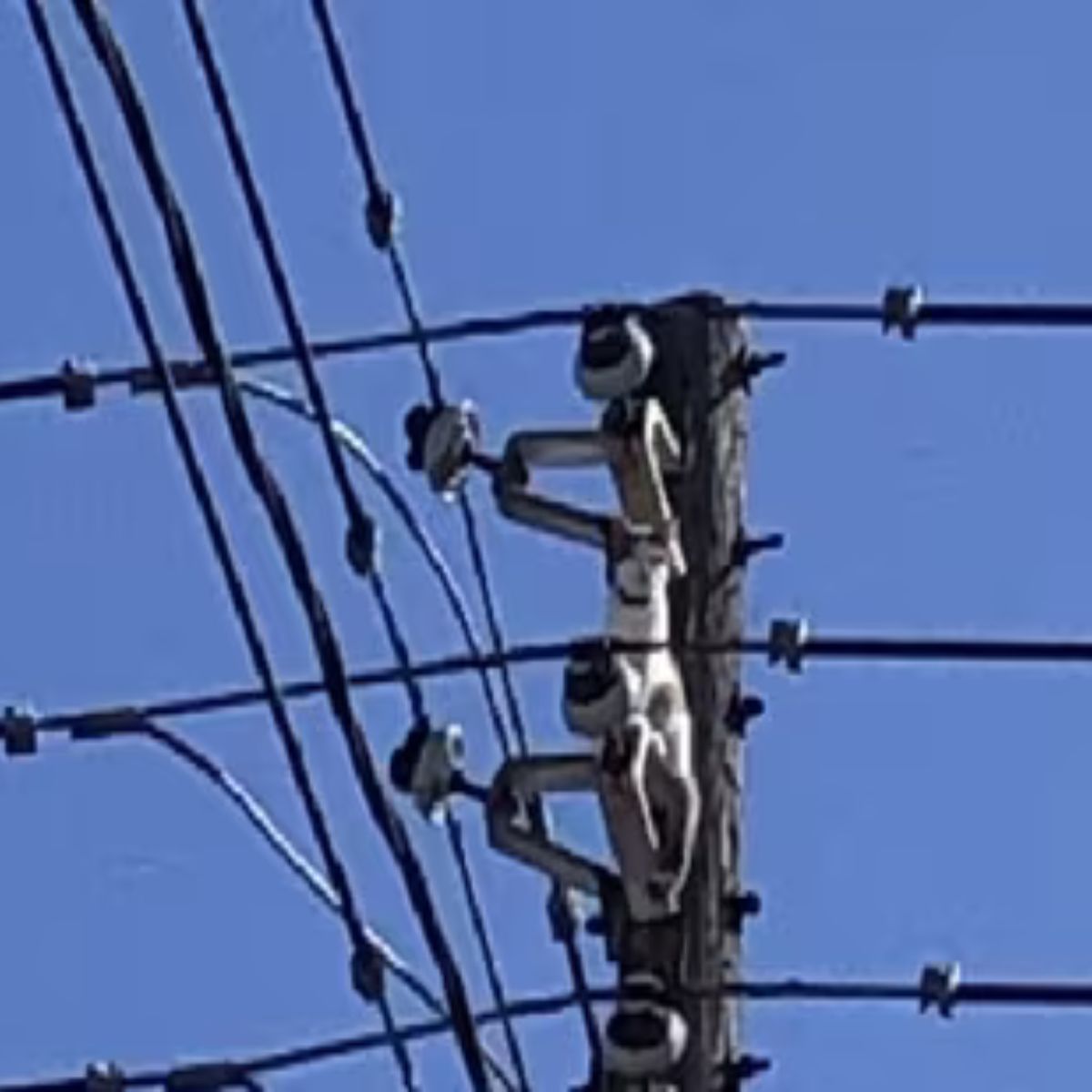 cat stuck on a pole