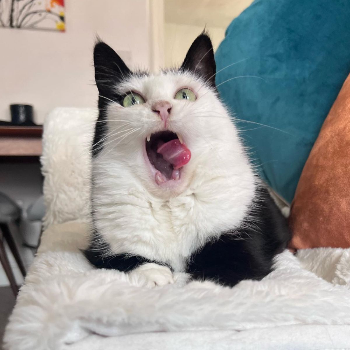 cat with mouth wide open