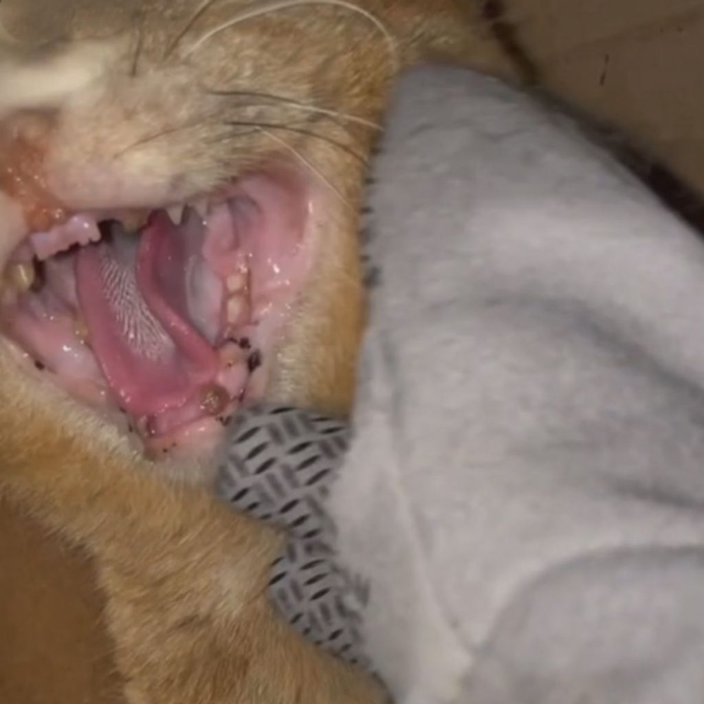 cat with open mouth