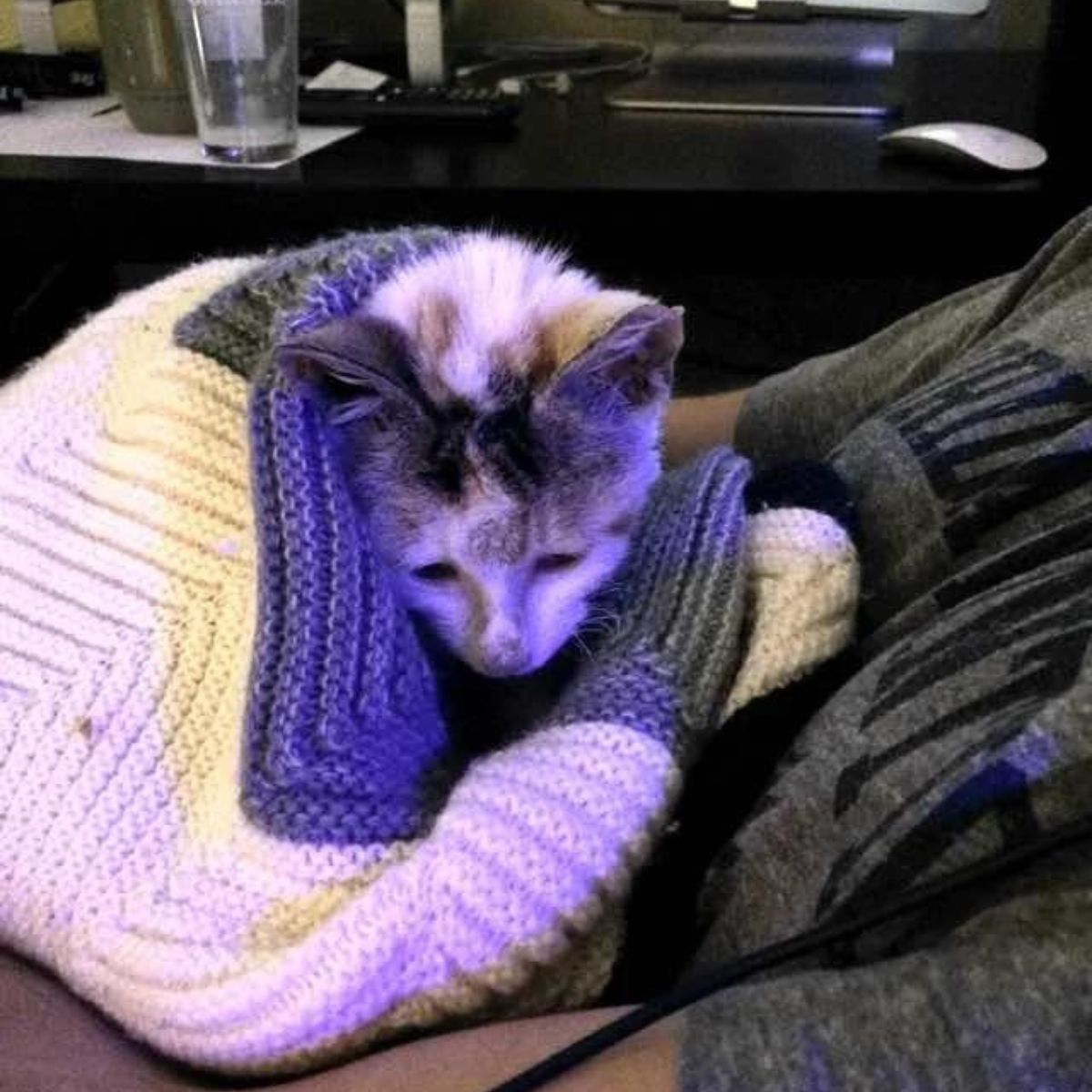 cat wrapped up in a blanket