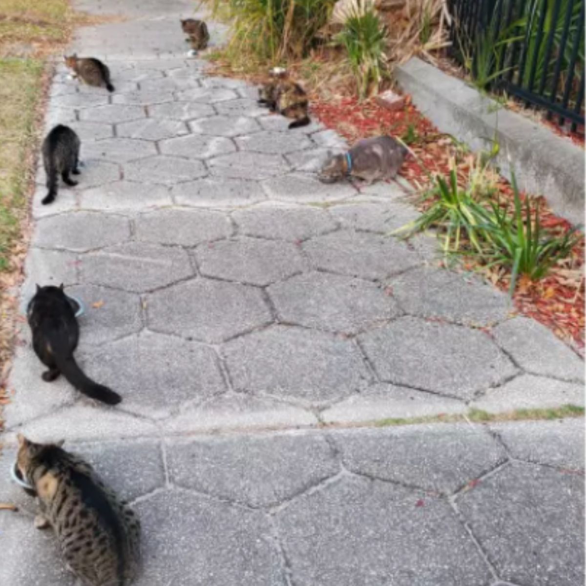 cats eating on the sidewalk