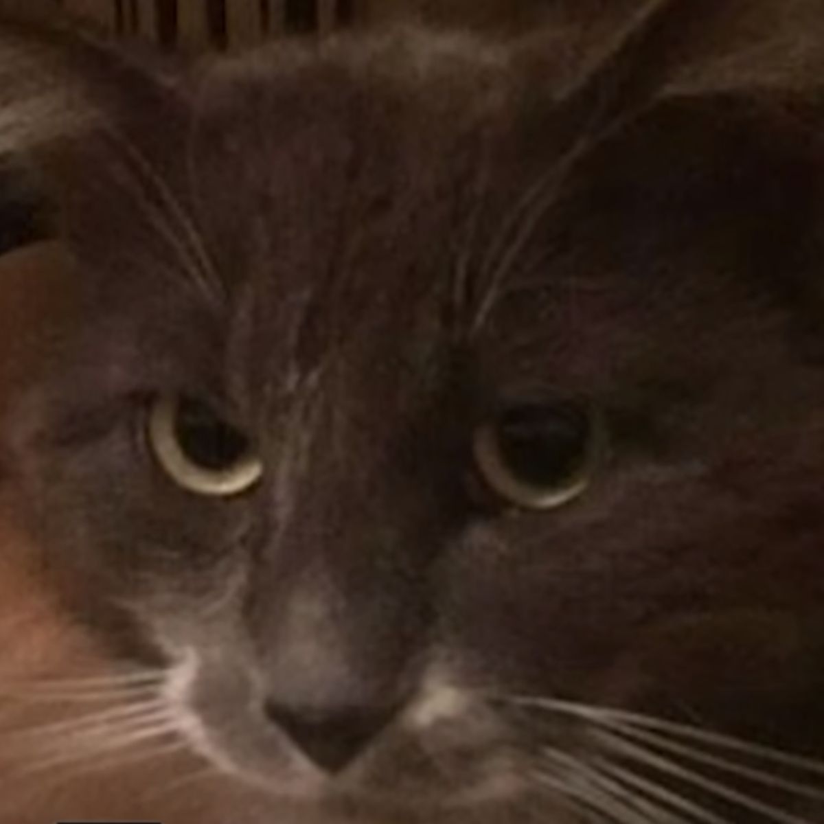 close-up photo of the cat