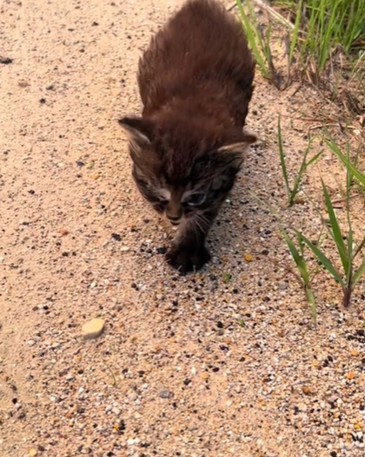 cute road kitten