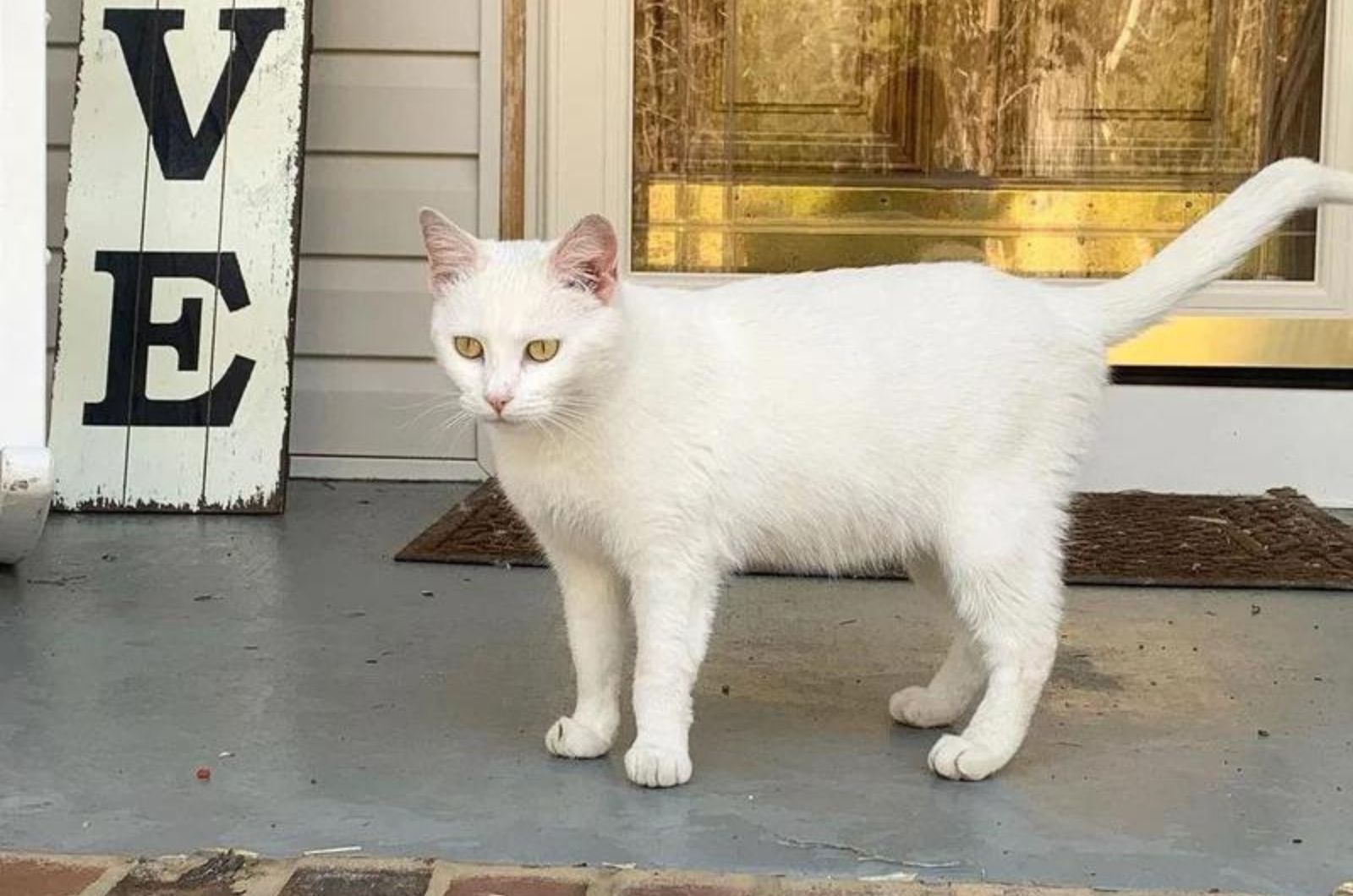 cute white cat