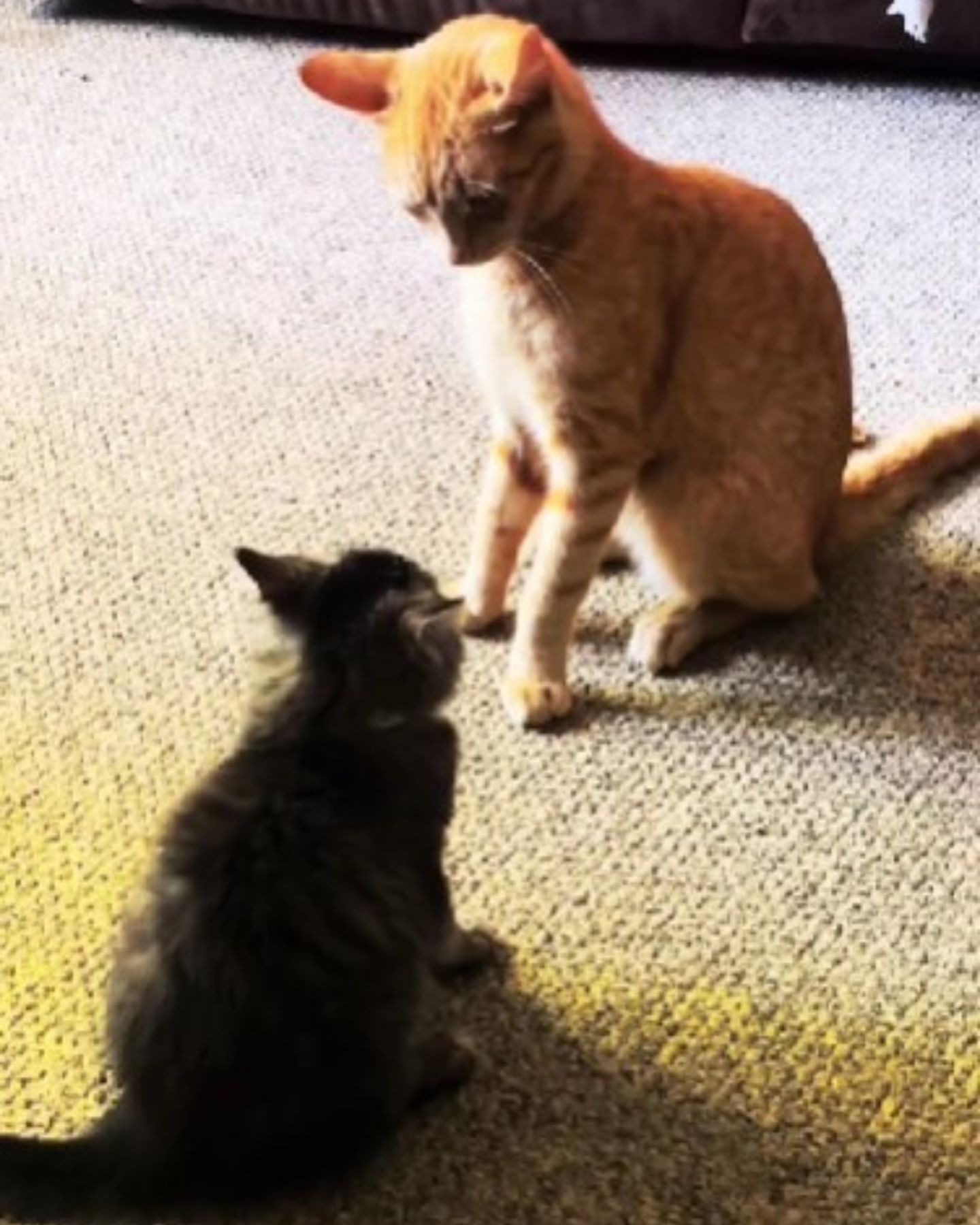 ginger cat and gray kitten