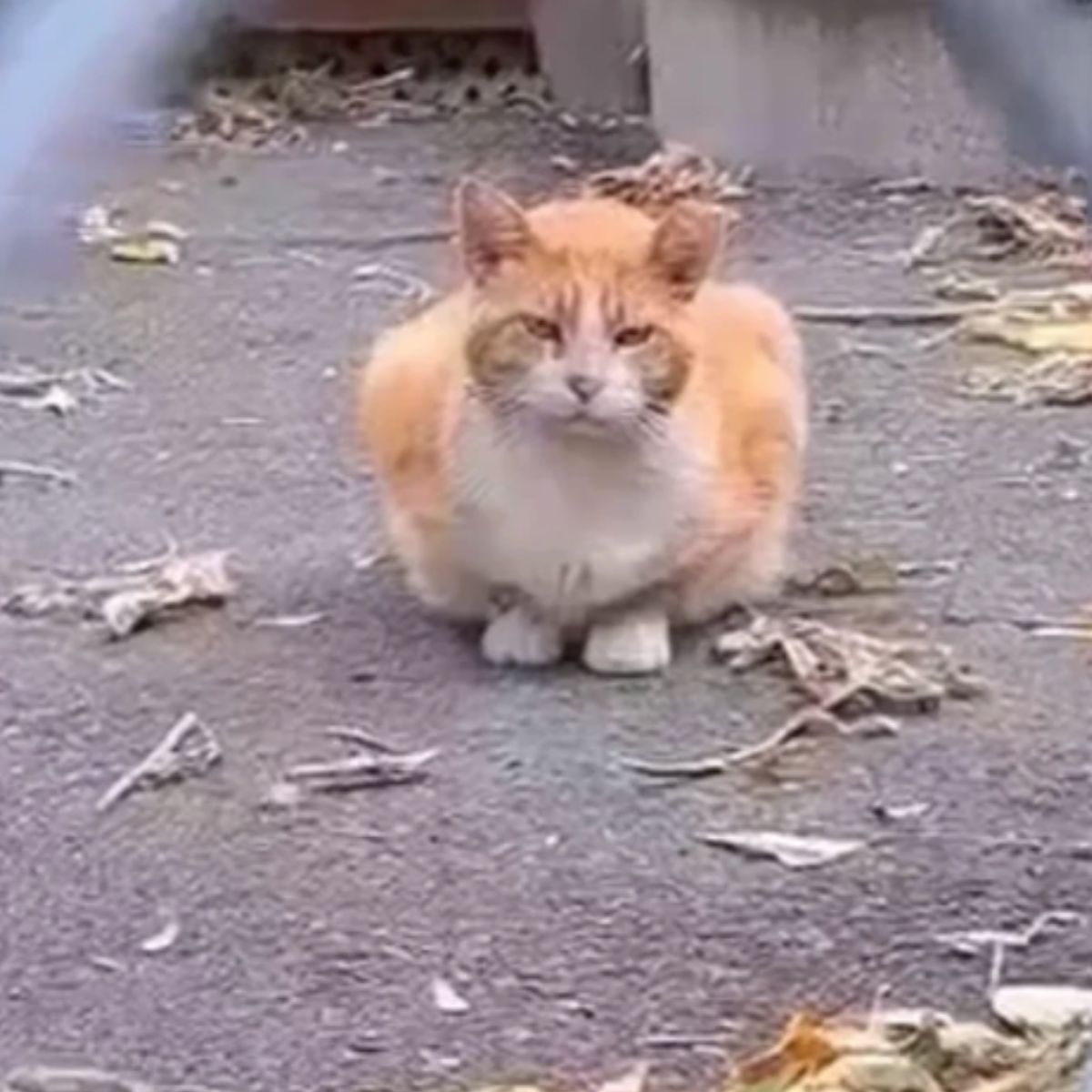 ginger cat outdoor