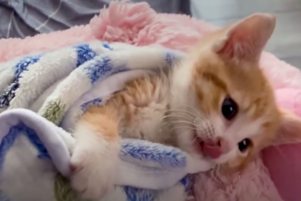 ginger cat under blanket