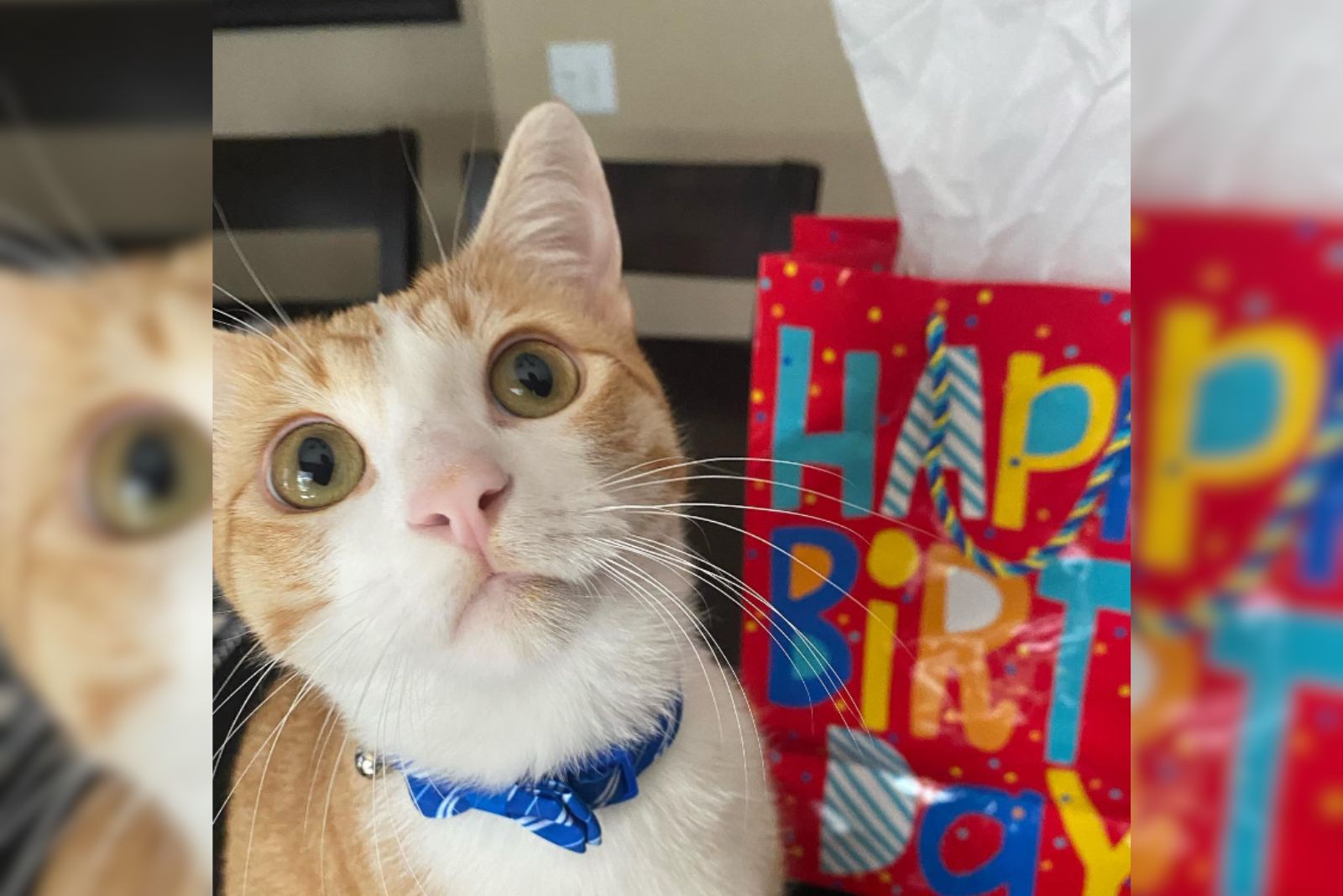 gingers cat birthday