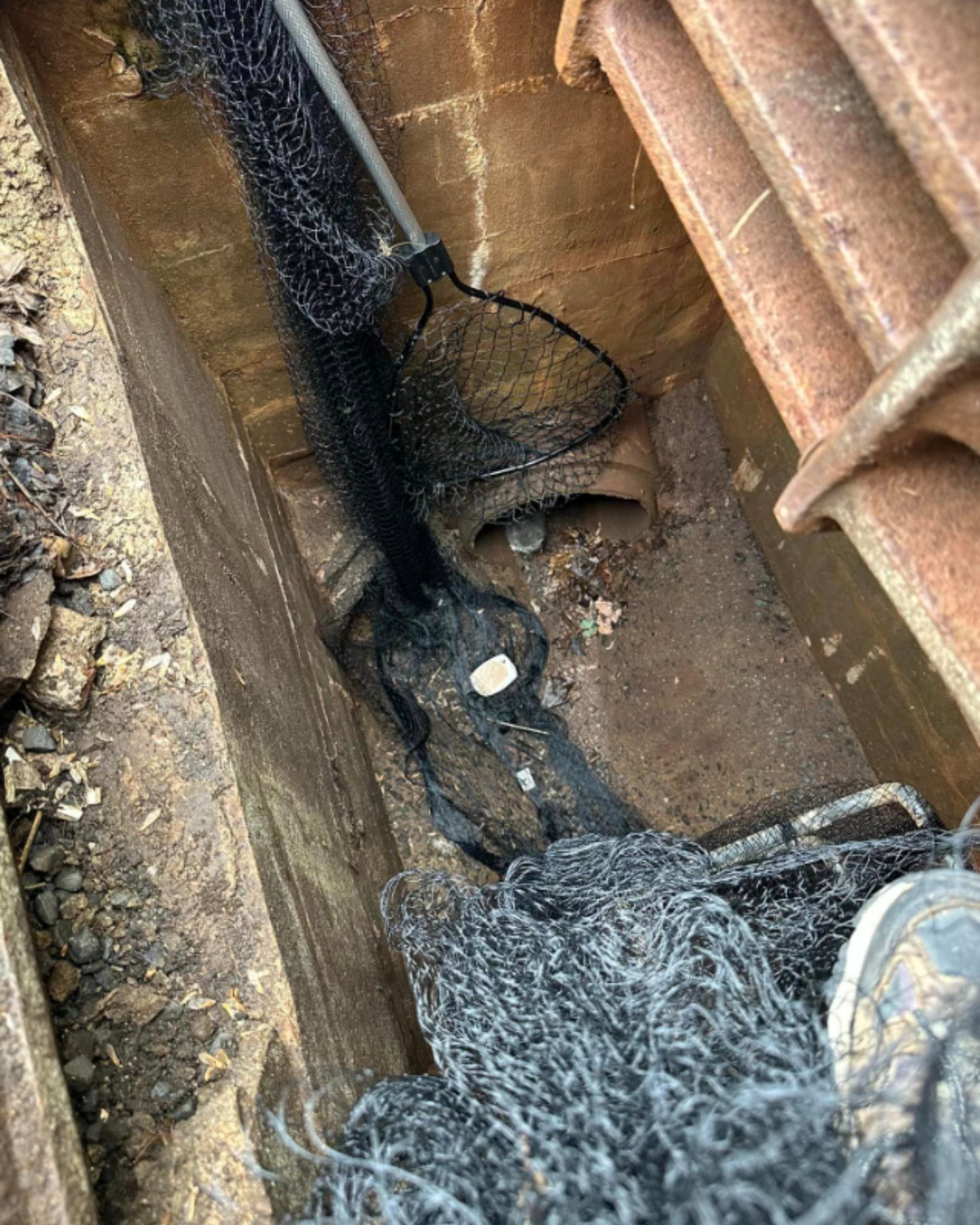 gray kitten in drain